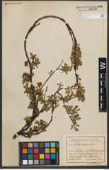Foto von Salix retusa L.
